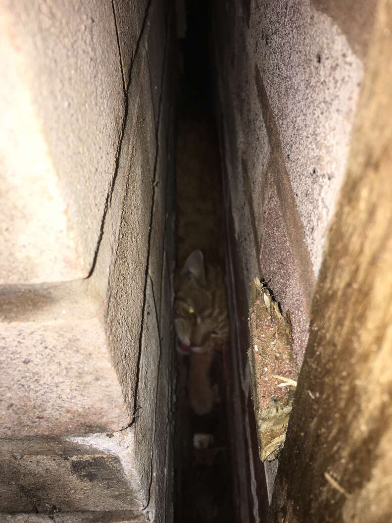cat stuck between two walls