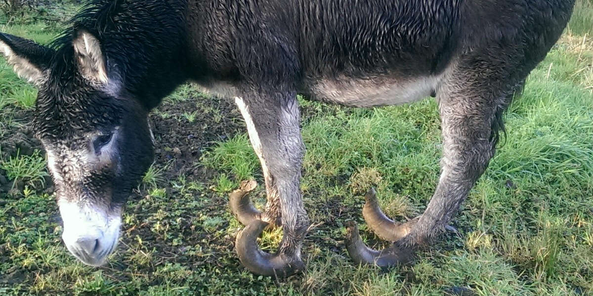 Abandoned Donkey With Overgrown Hooves Gets Lifesaving Makeover The Dodo