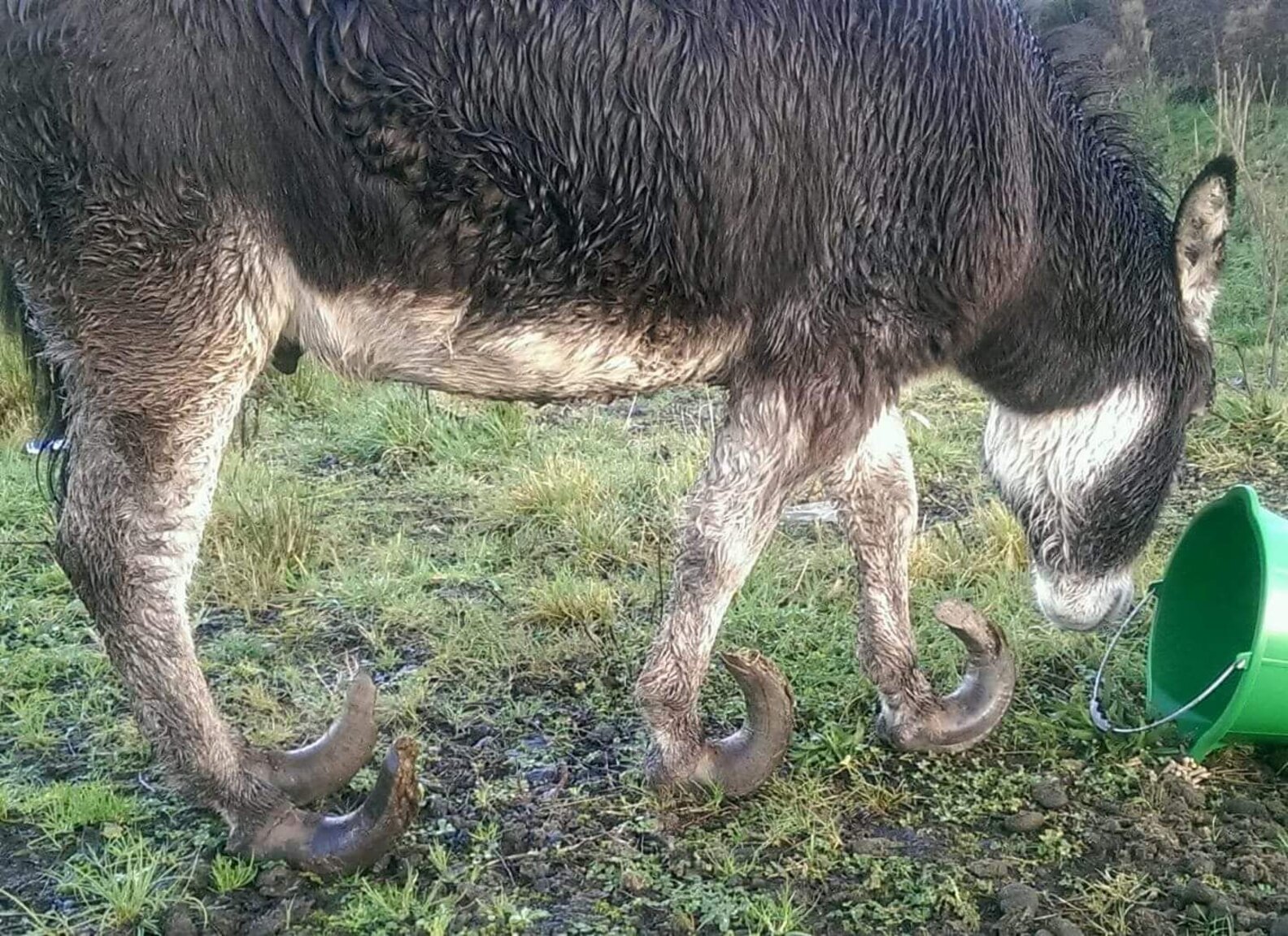 Abandoned Donkey With Overgrown Hooves Gets Lifesaving Makeover The Dodo