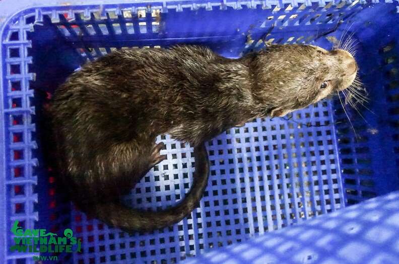 Wild otters confiscated from traffickers in Vietnam