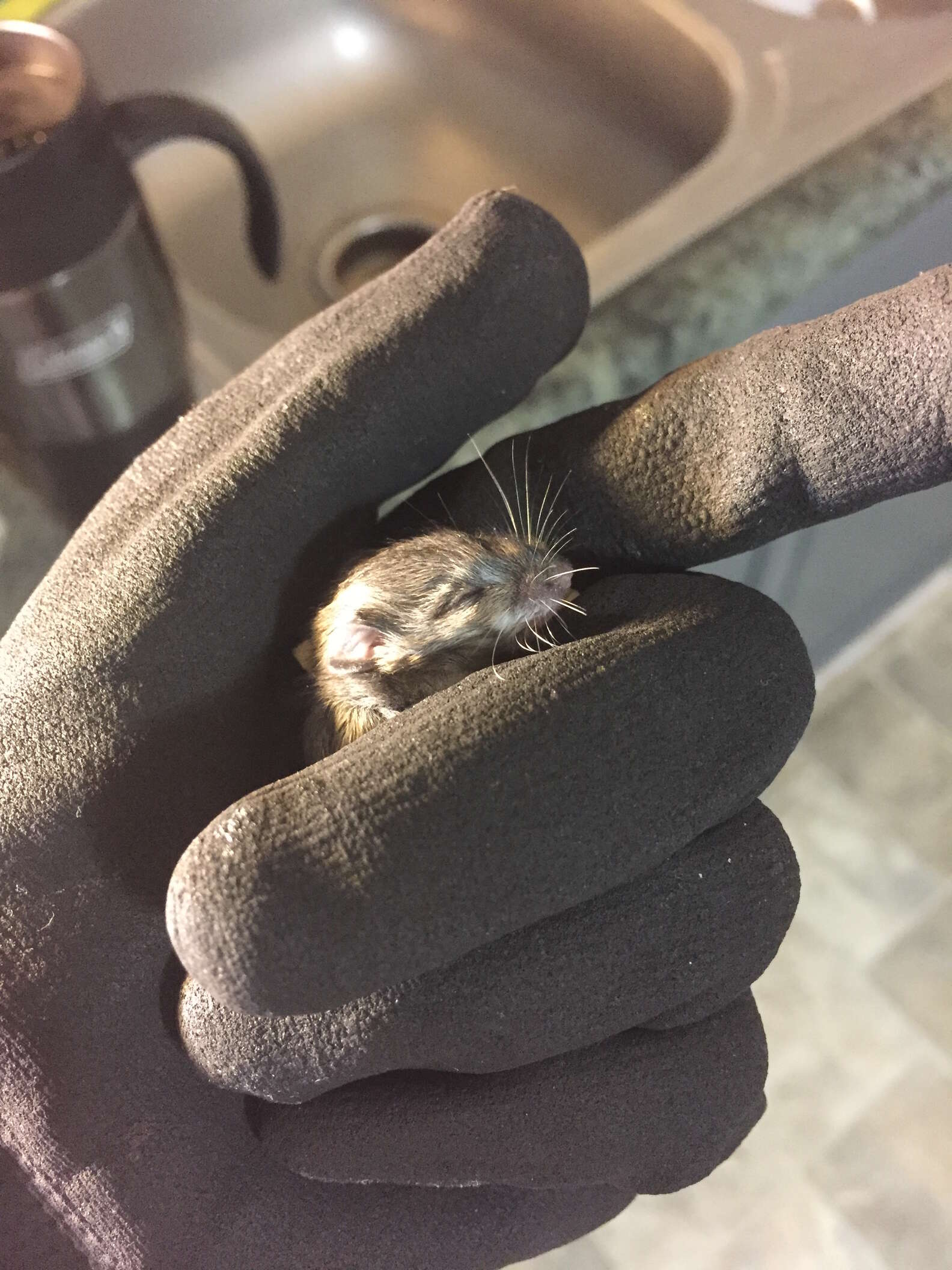 Woman Finds Tiniest 'Dead' Baby Mouse And Saves Her Life - The Dodo