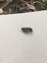 Woman Finds Tiniest Dead Baby Mouse And Saves Her Life The Dodo Woman Finds Tiniest Dead Baby Mouse And Saves Her Life The Dodo