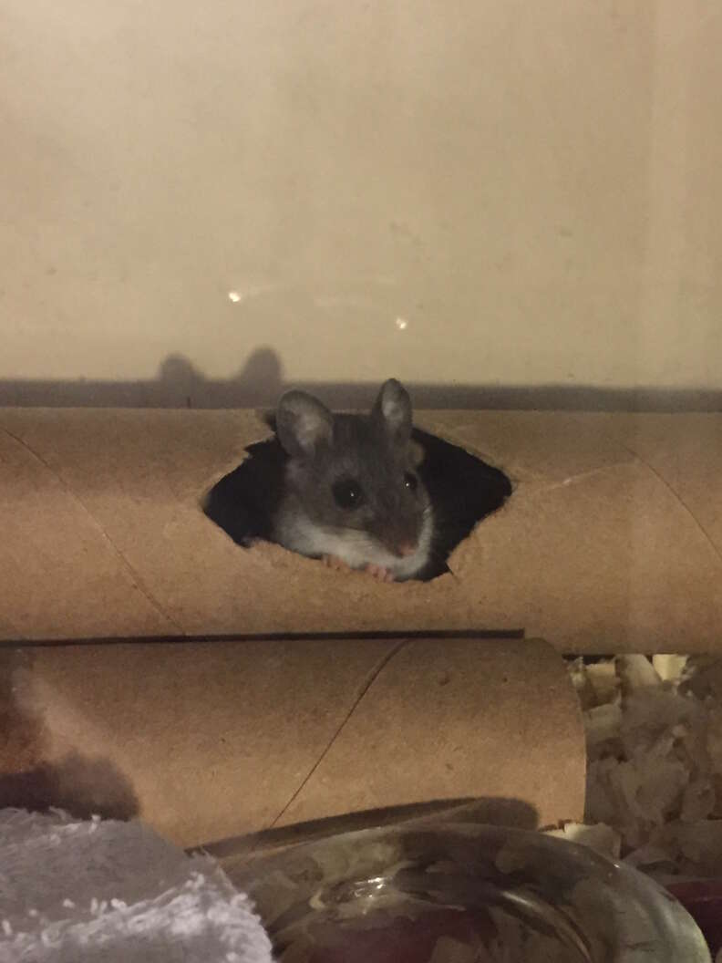rescue mouse