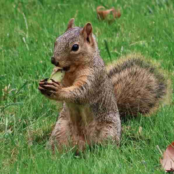 Squirrel Rehab Gets The Best Response After It Runs Out Acorns - The Dodo