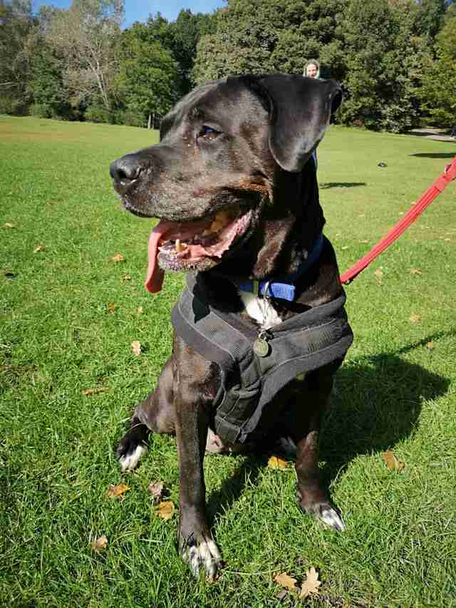 dog returned to shelter after 8 years