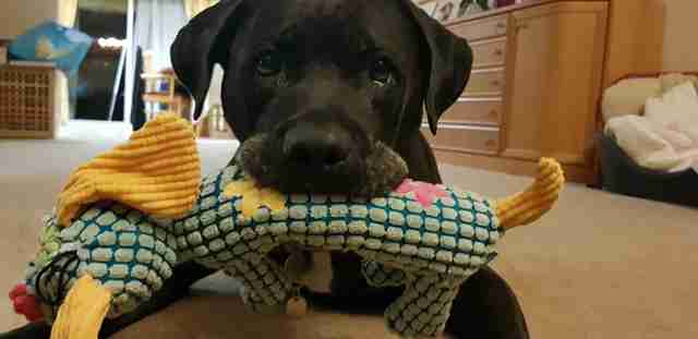 dog returned to shelter after 8 years