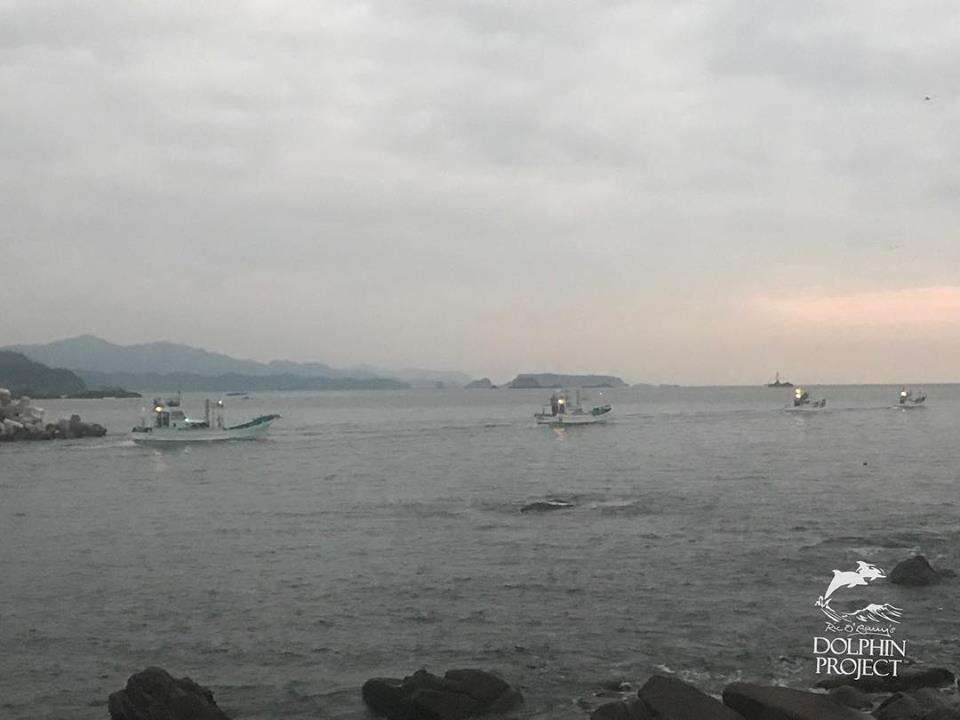 Boats searching for wild dolphins