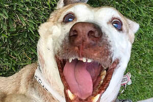Dog Who Spent 7 Years In The Shelter Is SO Happy To Have A Family