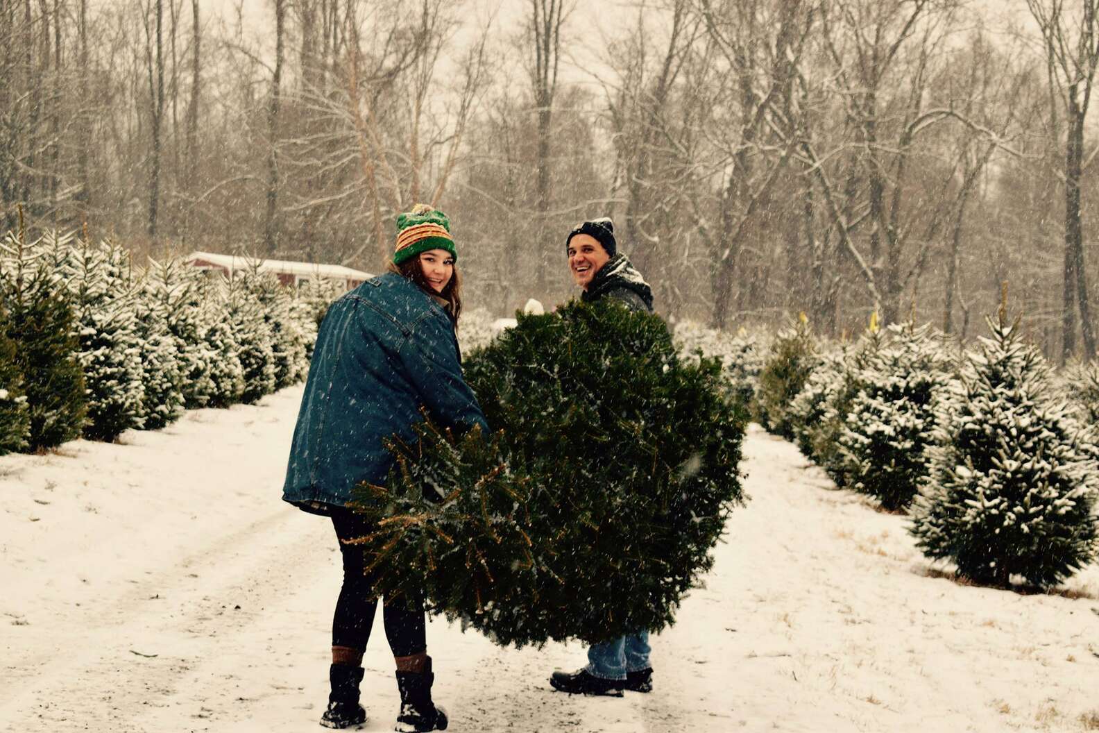 Best Christmas Tree Farms Near NYC Where to Get a Tree in NJ, CT