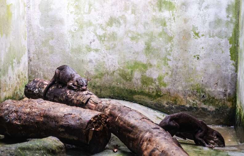 Wild otter confiscated from trafficker in Vietnam