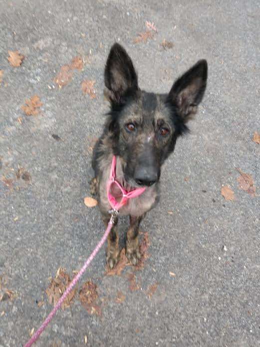 dog rescue pennsylvania