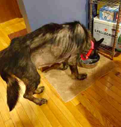 dog rescue pennsylvania