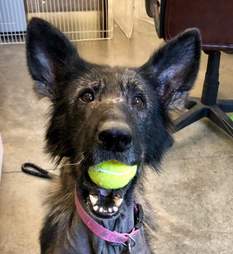 german shepherd rescue pennsylvania