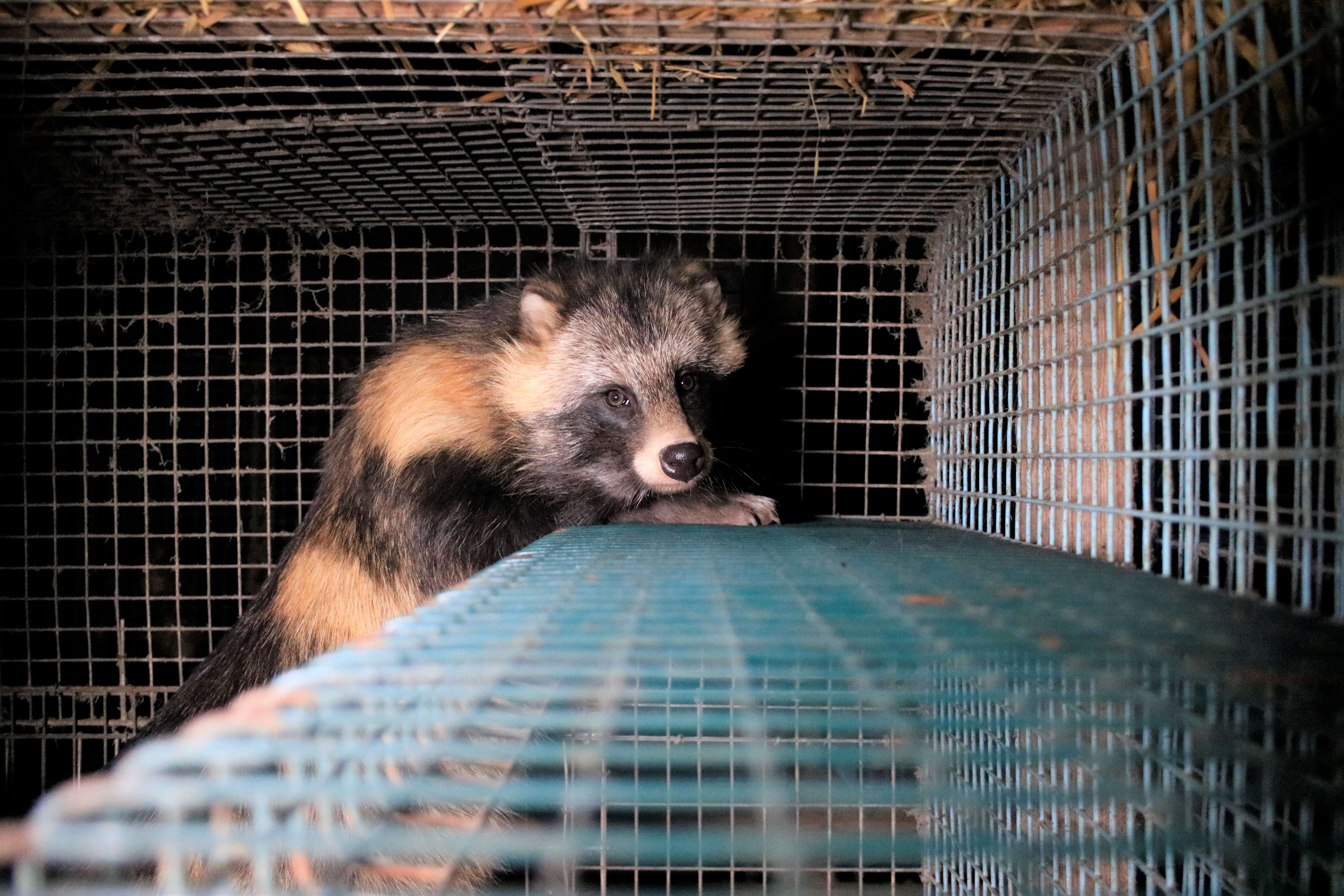 Raccoon dog cowering in the back of a cage