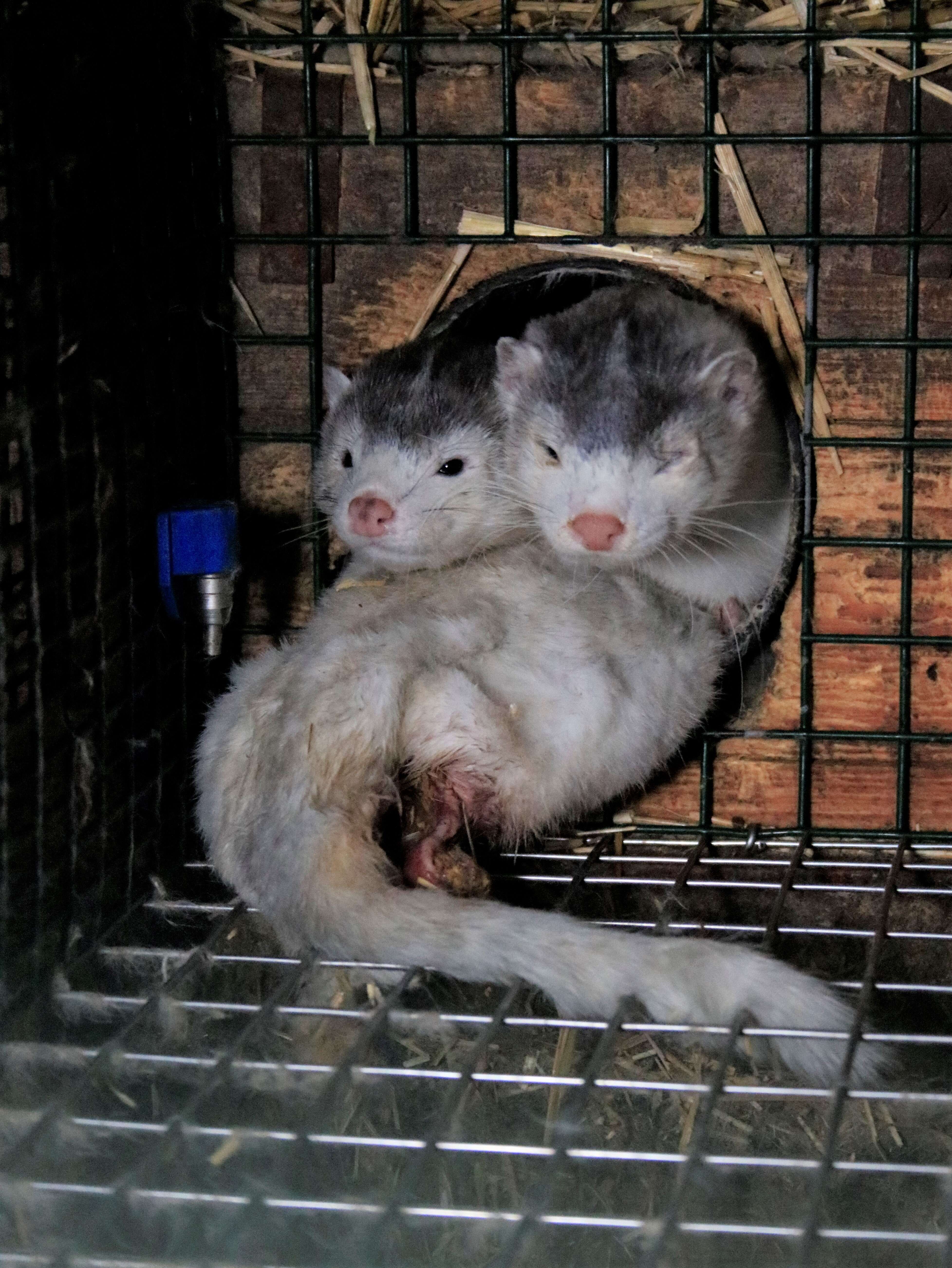 Animals in cage at fur farm