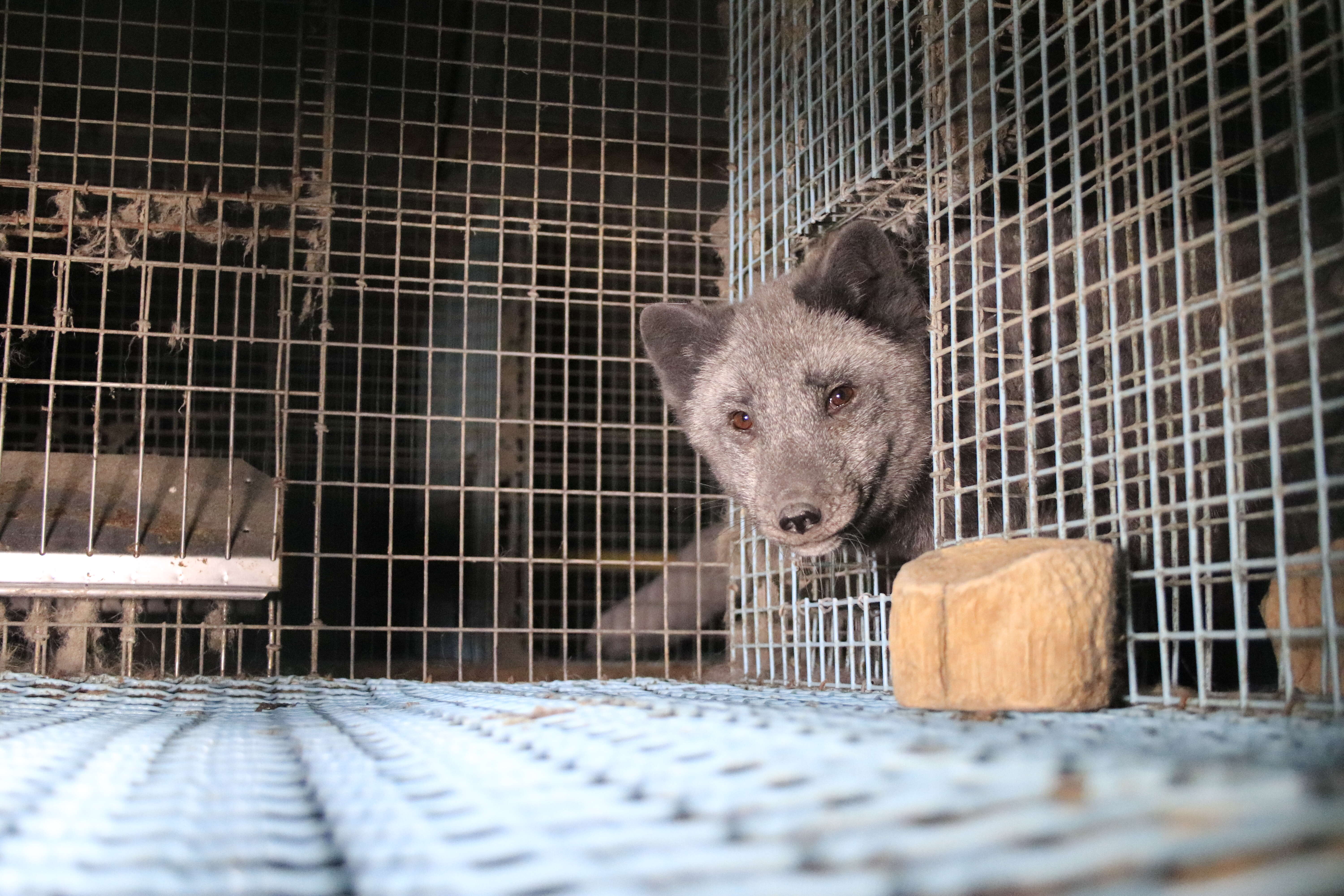 Animal cowering in fur farm cage