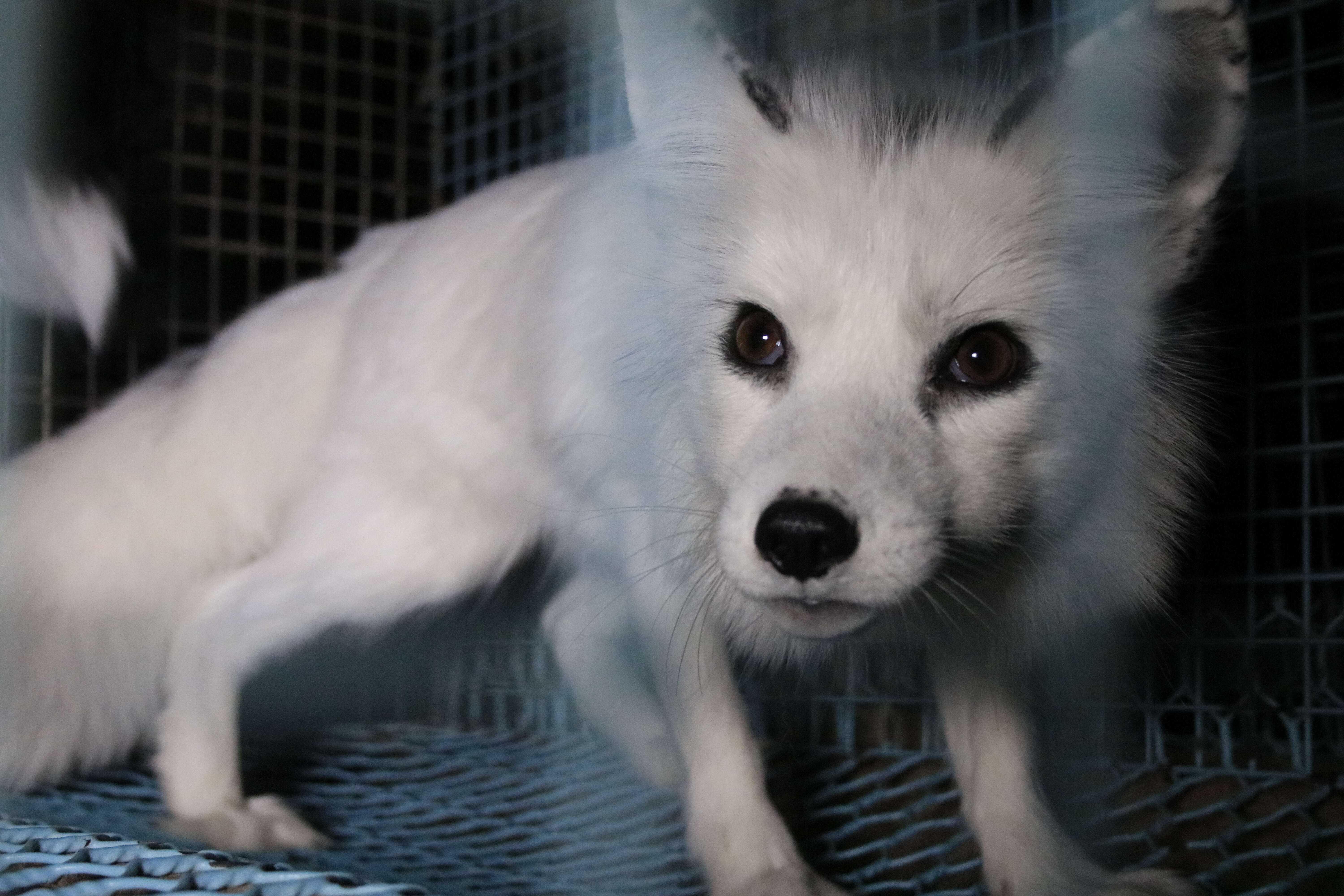 Fox cowering inside cage at fur farm