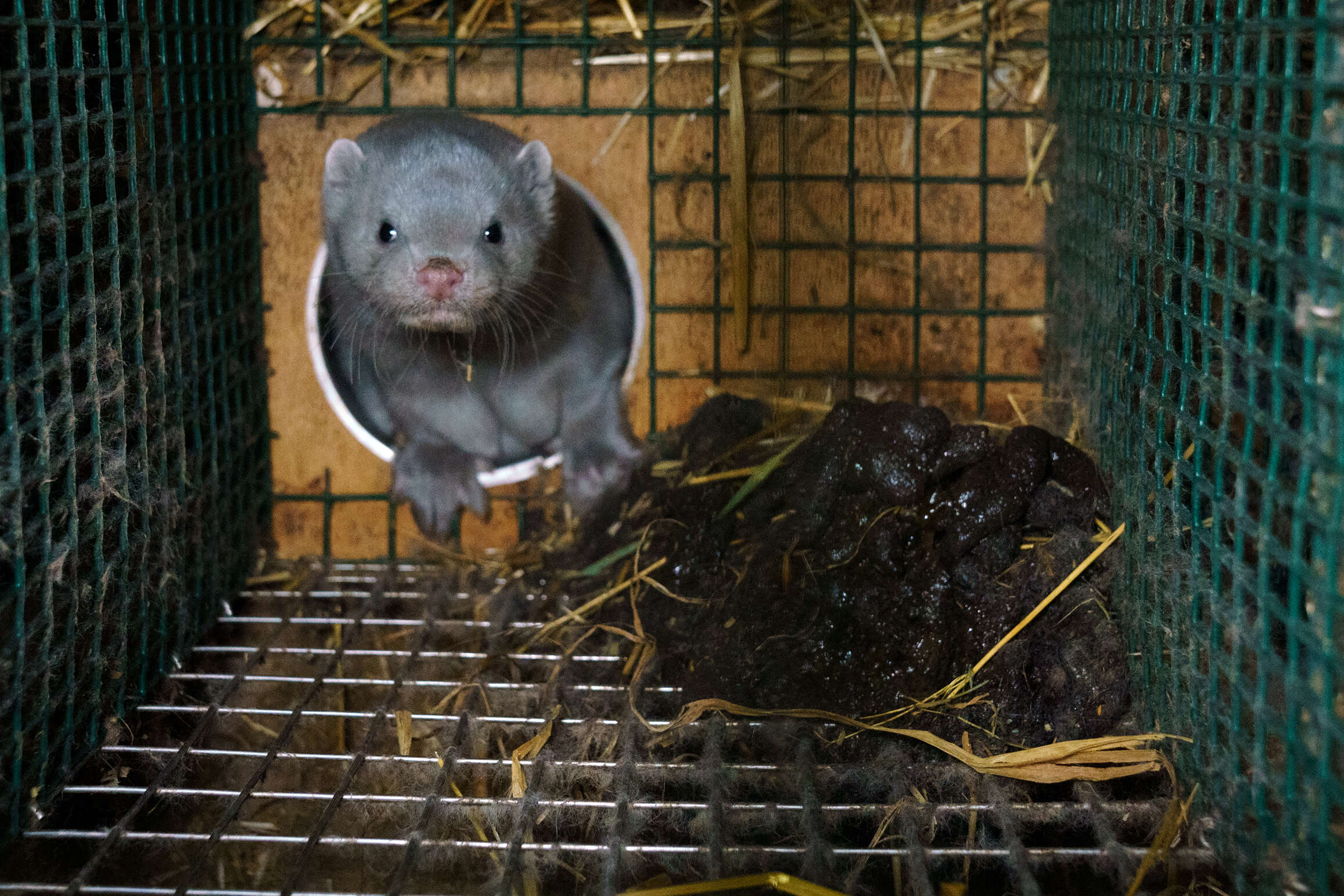 Animal stuck inside cage at fur farm