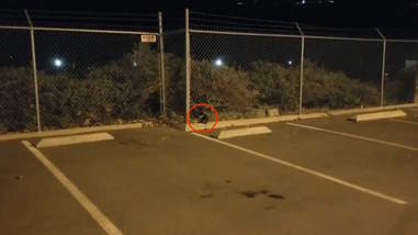 stray kitten