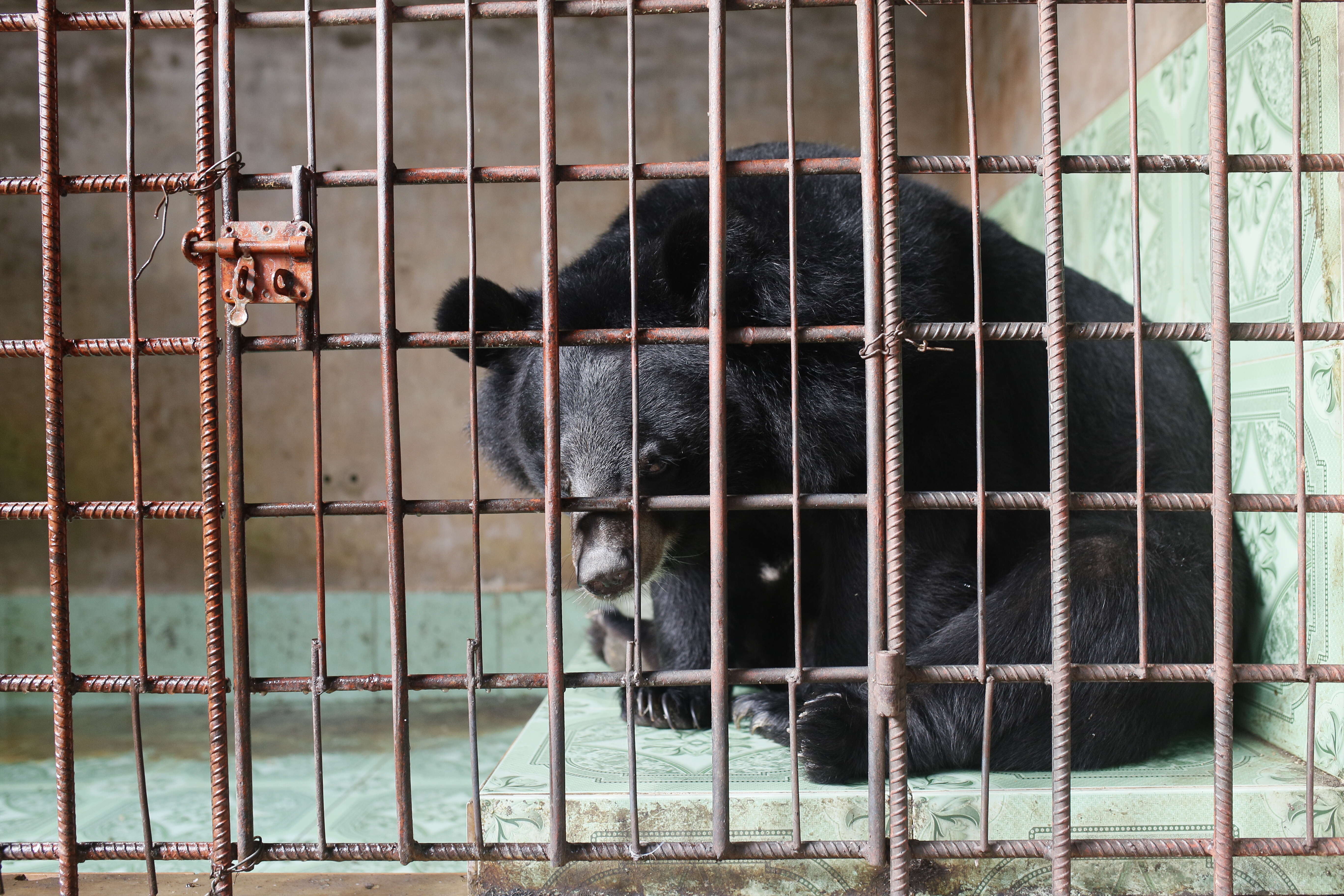 Asiatic black bear saved from bile farm by Four Paws
