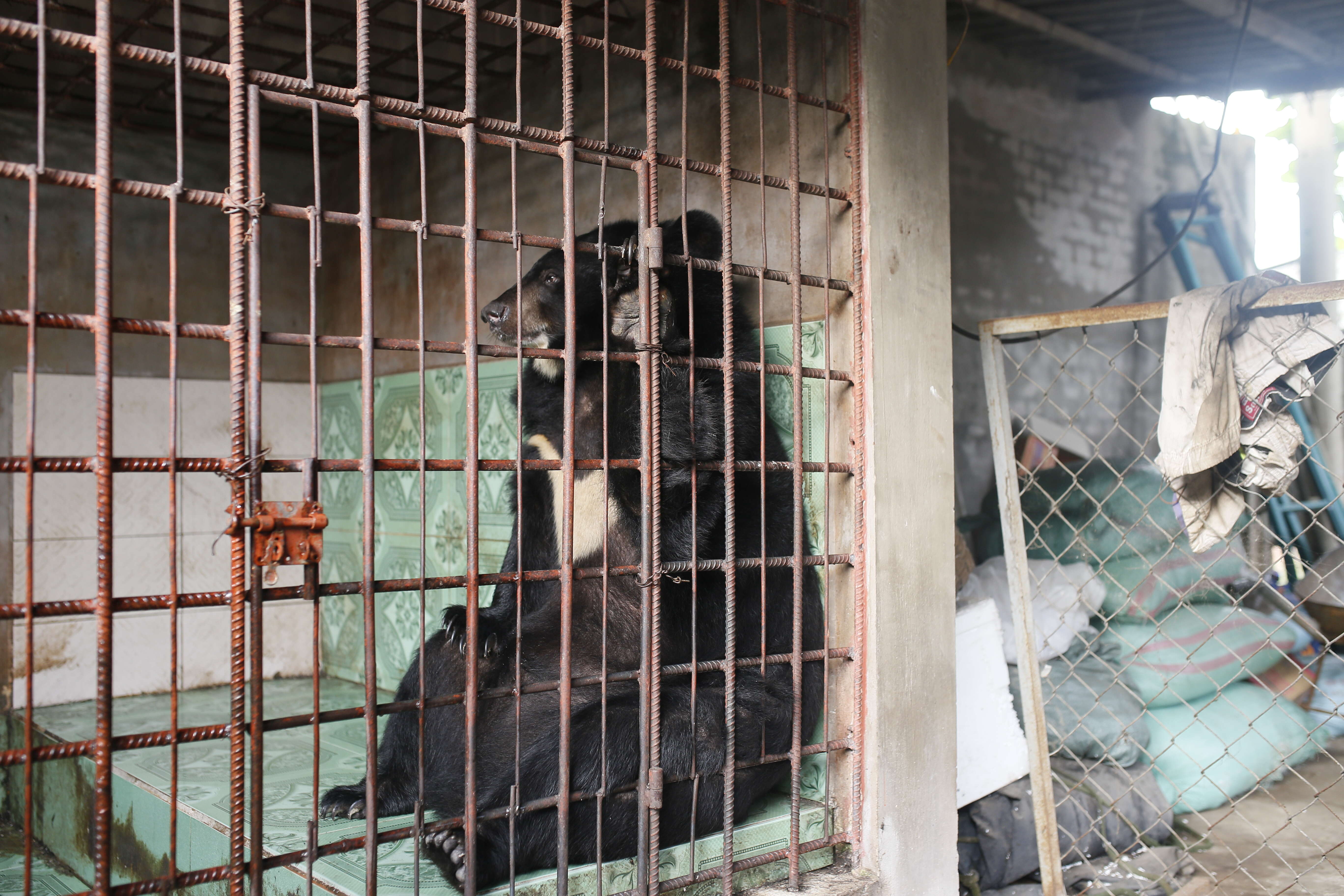 Asiatic black bear saved from Vietnam bile farm