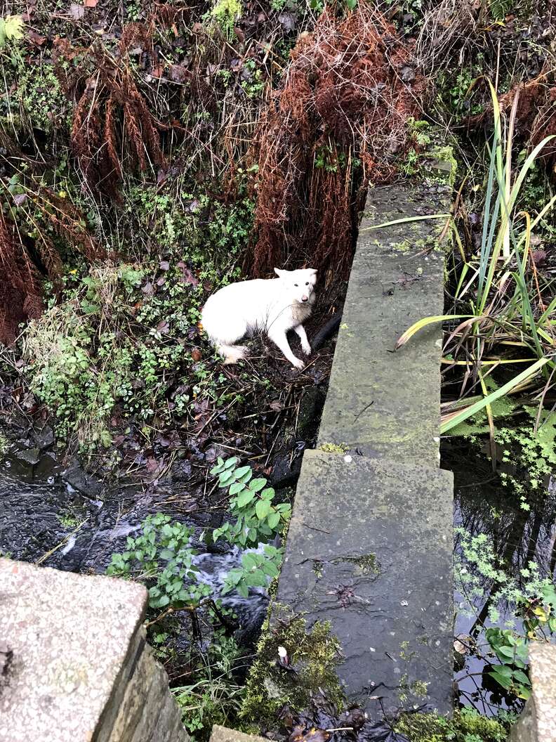 lost dog