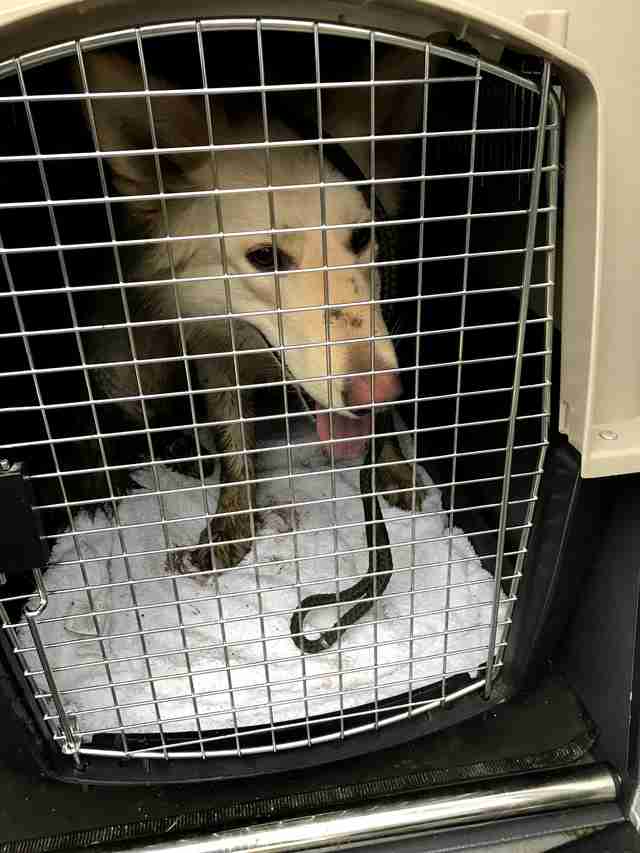lost dog