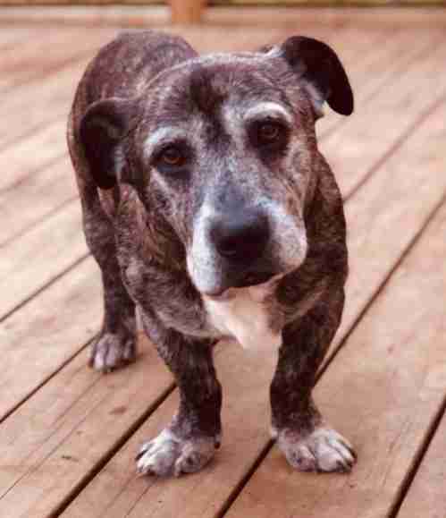 Duke the senior pit bull mix in New Zealand