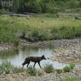 Yellowstone wolf who was shot dead as a trophy