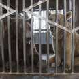 Sad looking bears locked up in cage