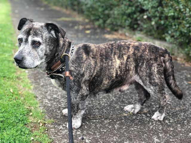 Duke the short legged pit bull mix