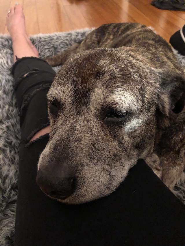 Duke snuggles up to his rescuer back in Christchurch, NZ