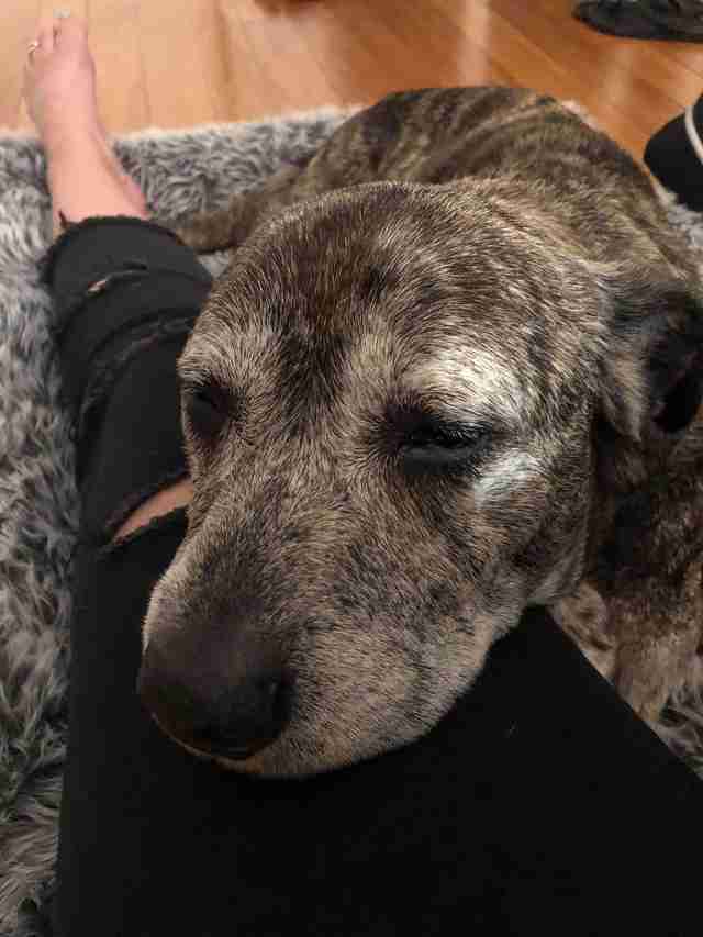 Duke snuggles up to his rescuer back in Christchurch, NZ