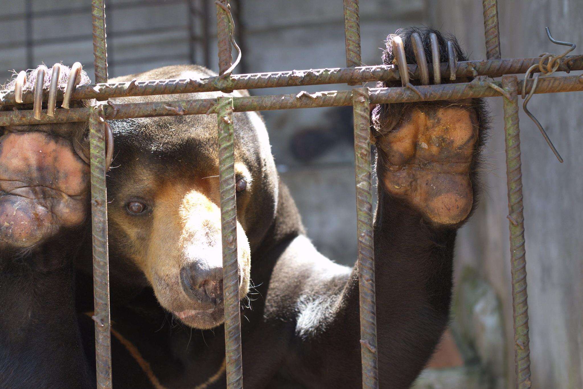 Asiatic black bear at dilapidated zoo in Vietnam