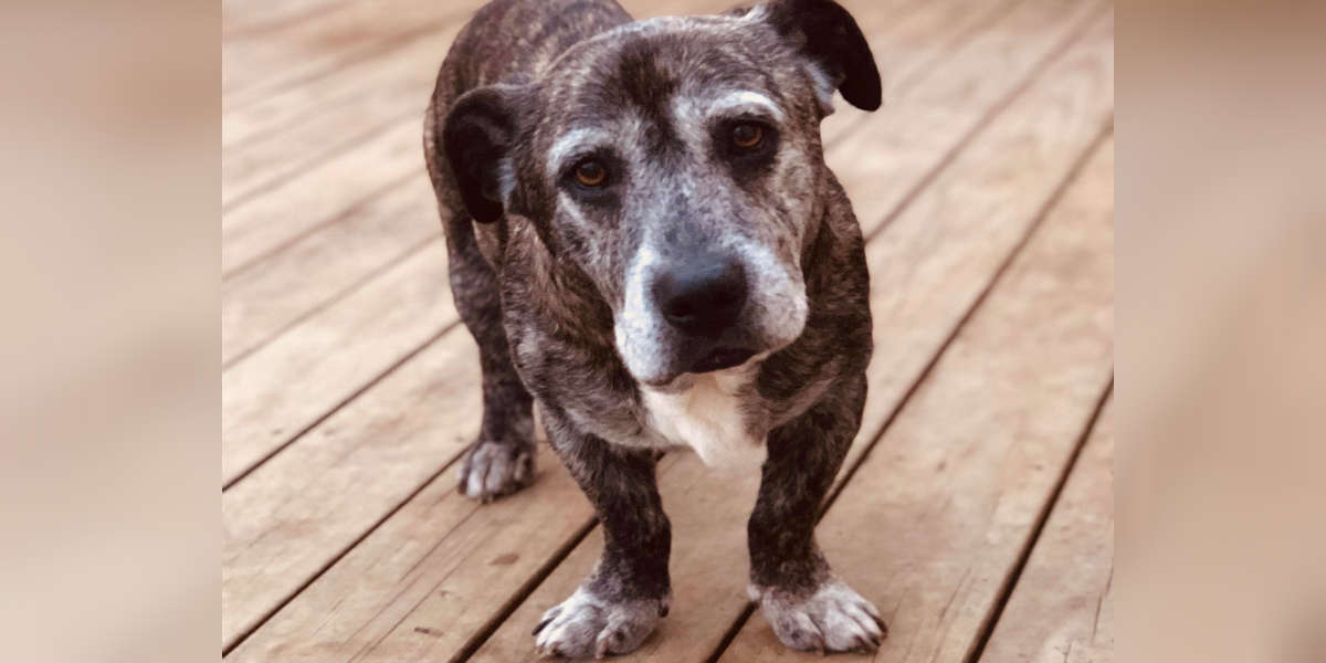 Dog With Shortest Legs Is Looking For A Retirement Home The Dodo
