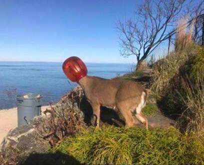 deer rescue long island