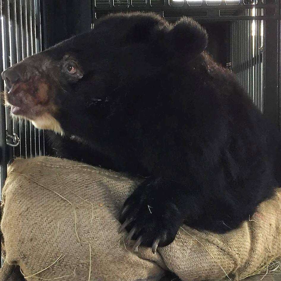 Asiatic black bear saved from bile farm by Four Paws
