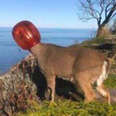 deer rescue long island new york