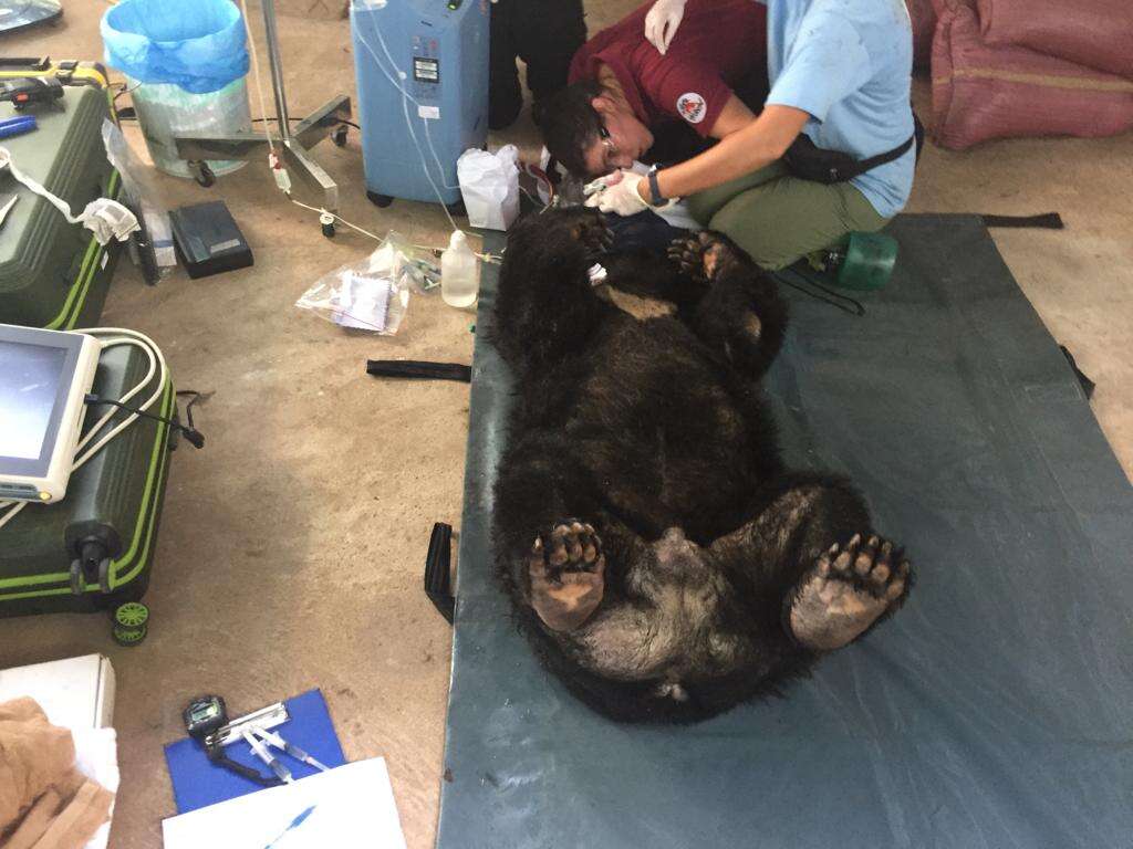 Rescued bile bear