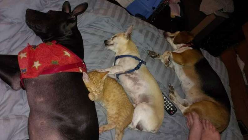 Dogs sleeping together on bed