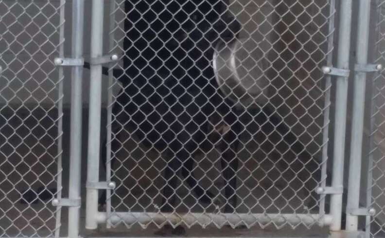 Dog locked up in kennel