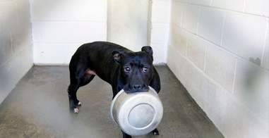Dog holding metal bowl in her mouth