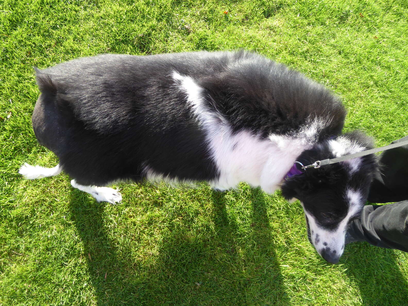 UK Shelter Takes In Chubbiest Dog They’ve Ever Seen - The Dodo