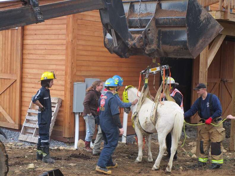 horse rescue virginia hay loft