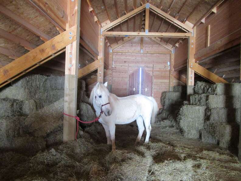 horse rescue hay loft virginia