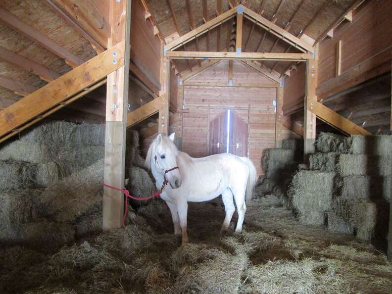 Horse Gets Stuck Sneaking Into Hay Loft For Snacks The Dodo