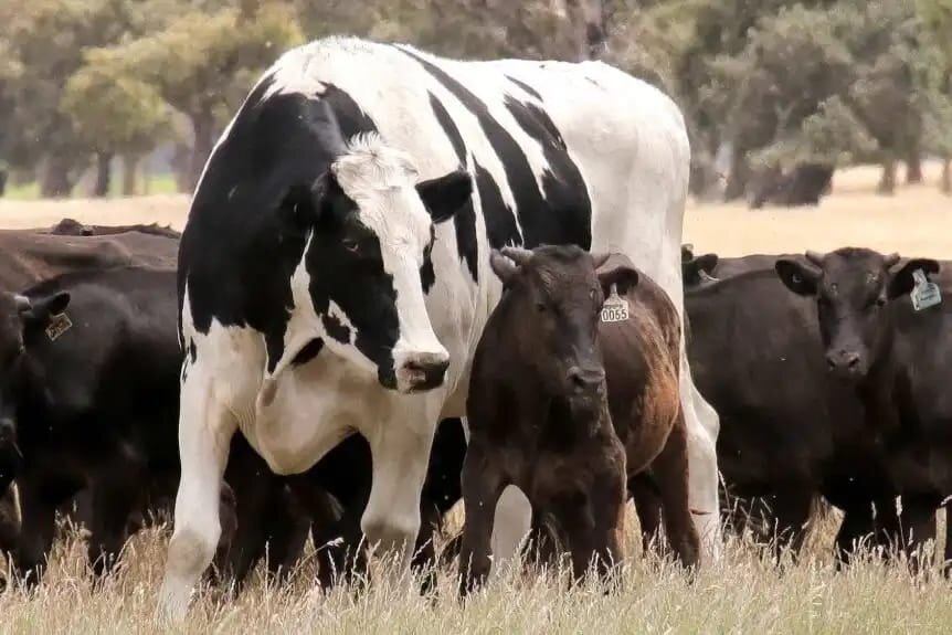 The Sad Truth Behind Knickers The ‘Giant’ Cow The Dodo