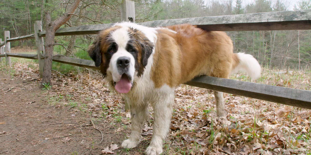 130-Pound Dog Gets His First Home Ever - Videos - The Dodo