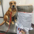 Dog Was Dropped Off At Shelter With His Bed And All His Toys