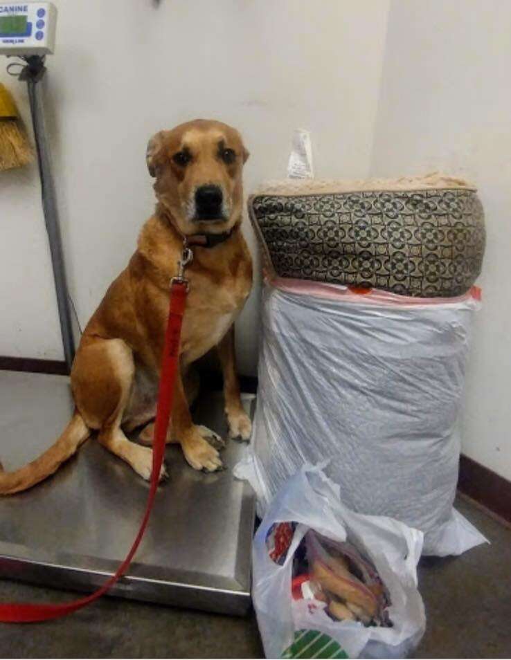 A dog surrendered at Maricopa County Animal Care and Control